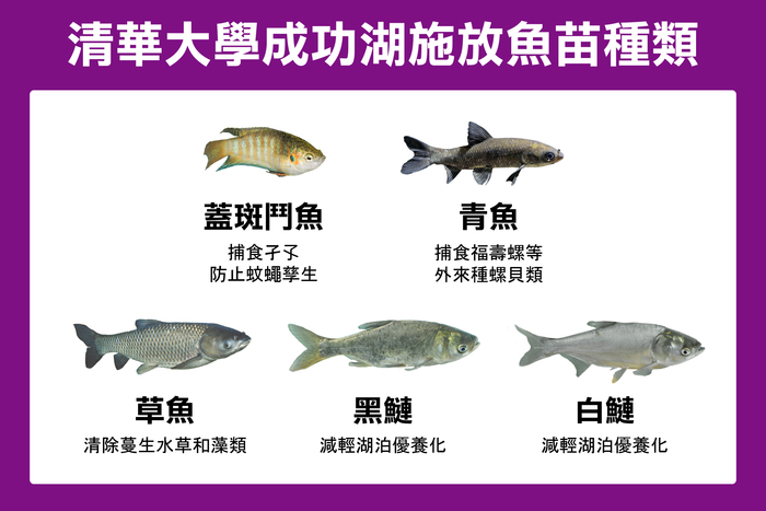 清華大學成功湖施放魚苗種類