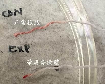 如檢測的檢體中帶有這種病毒，即會凝集紅血球使紅血球團塊聚集在棉線前端；若未帶有病毒，則紅血球則會均勻分布在棉線上。