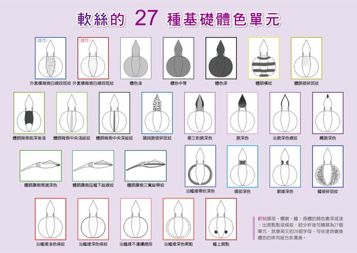 軟絲的27 種體色單元