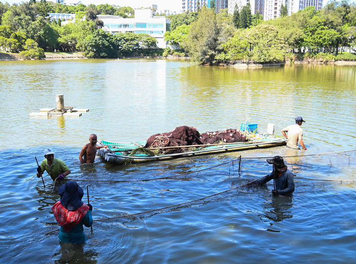 成功湖實施撈魚作業。