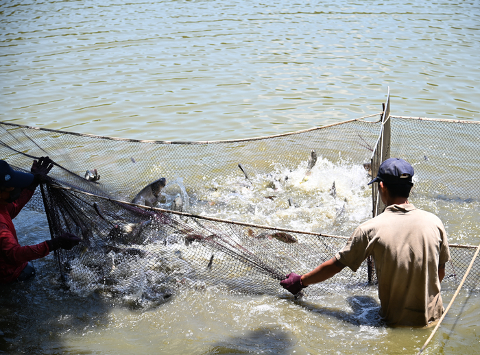 成功湖實施撈魚作業，捕捉到大頭鰱、吳郭魚、錦鯉等多種魚類。
