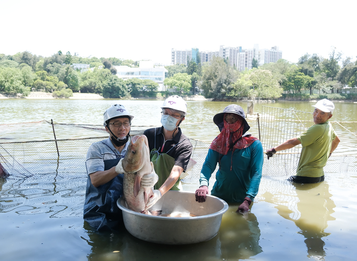 清華總務長顏東勇(左一)與捕獲的巨大大頭鰱合影。