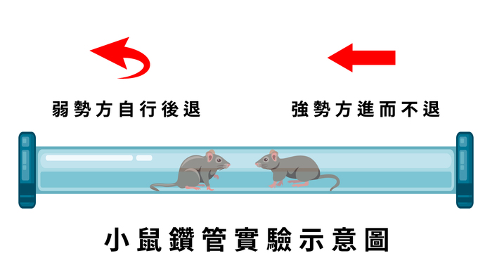 小鼠鑽管實驗示意圖。
