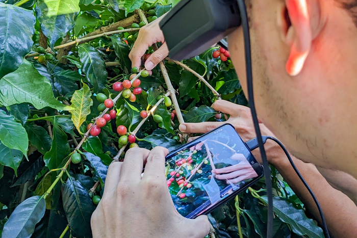 清華資工系教授黃能富以AI辨識技術結合智慧眼鏡，教學童分辨咖啡豆是否成熟適合採收。