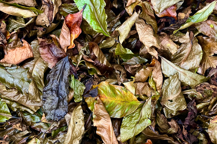 清華大學團隊協助馬武督農民開發特色商品，將咖啡葉做成咖啡葉茶。