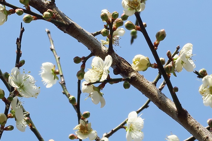 清華梅園梅花綻放。