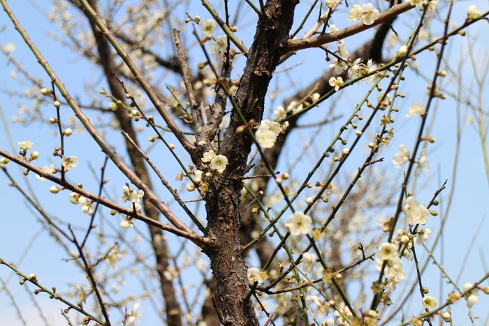 清華梅園梅花綻放。