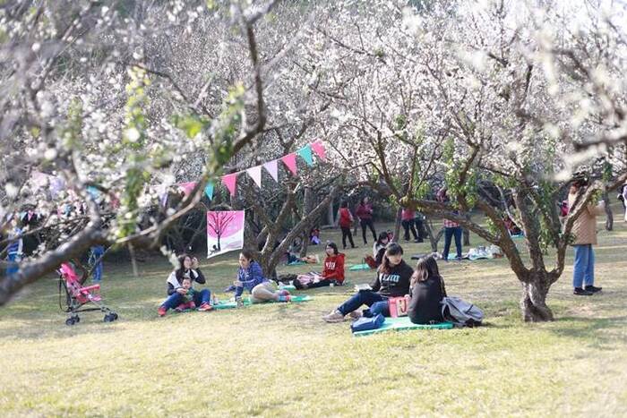 清華梅園每年花開季節都吸引大批民眾前往賞梅