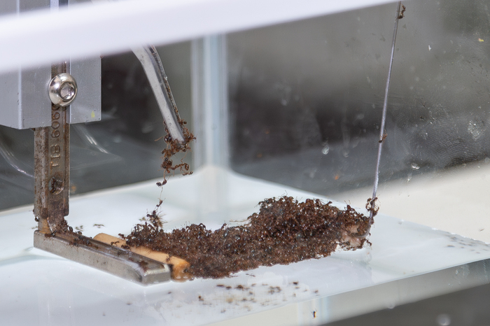 清華研究團隊發現，紅火蟻筏在被 拉長時，也不會變窄、變薄。