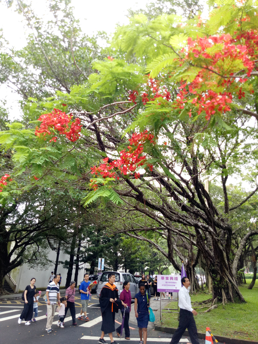 清華大學校園內的鳳凰木盛開