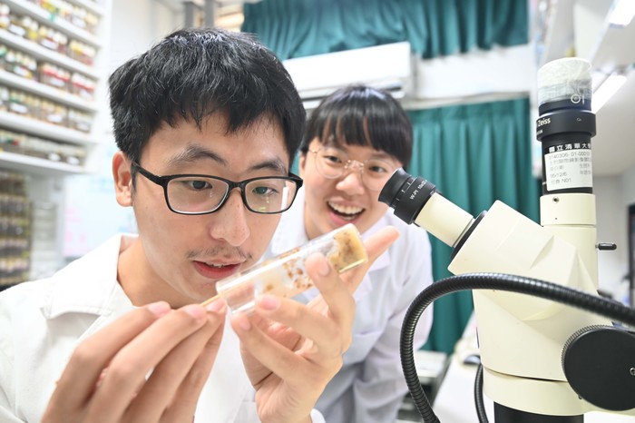桑自剛研究團隊成員進行果蠅實驗