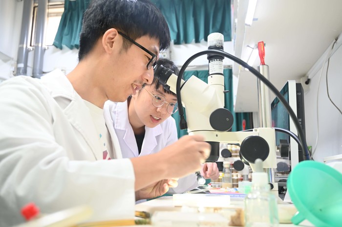 桑自剛研究團隊成員以顯微鏡觀察果蠅形態