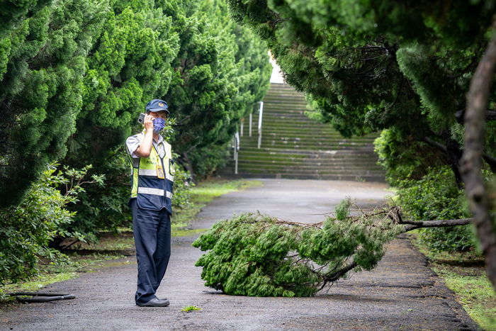 清華大學駐警王朝旭發現校內樹木倒塌，立即通報工班處理。